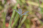 Shortleaf rose gentian